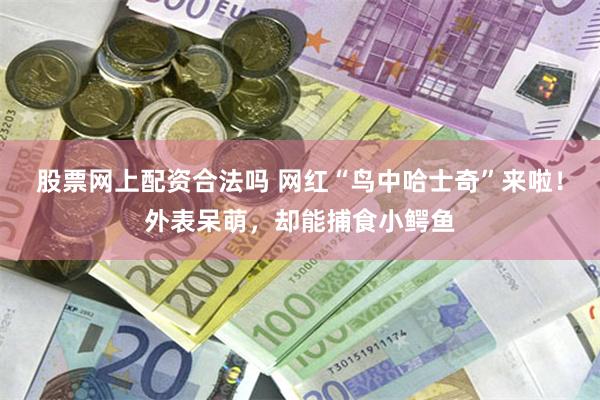 股票网上配资合法吗 网红“鸟中哈士奇”来啦！外表呆萌，却能捕食小鳄鱼